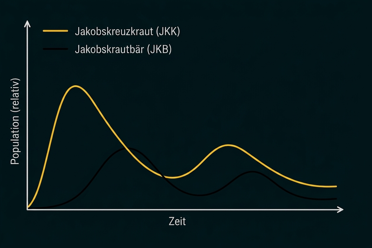 Liniengrafik: relative Population über Zeit, gelbe Kurve (JKK) und schwarze Kurve (JKB).